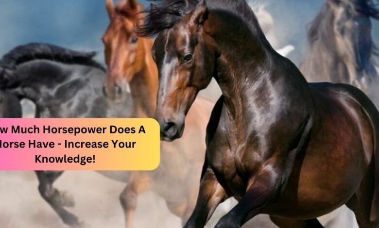 How Much Horsepower Does A Horse Have - Increase Your Knowledge!