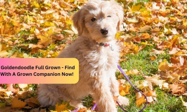 Mini Goldendoodle Full Grown - Find Joy With A Grown Companion Now!
