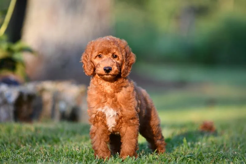 Benefits Of Having A Mini Goldendoodle - Find Out More!Source: 